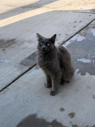 Found/Stray Unknown Cat last seen Brookhurst and Westminster, Garden Grove, CA 92843