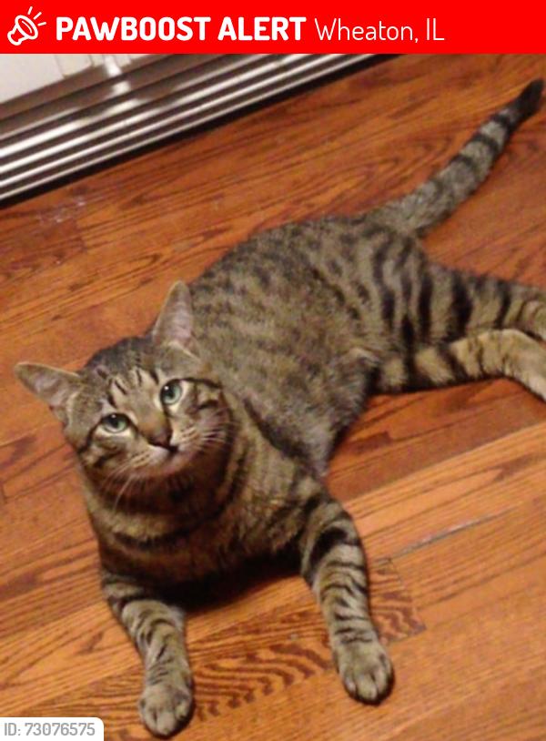 Lost Male Cat last seen pershing and chase, Wheaton, IL 60189