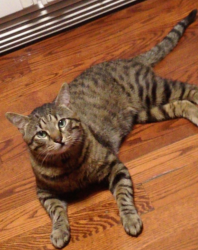Lost Male Cat last seen pershing and chase, Wheaton, IL 60189