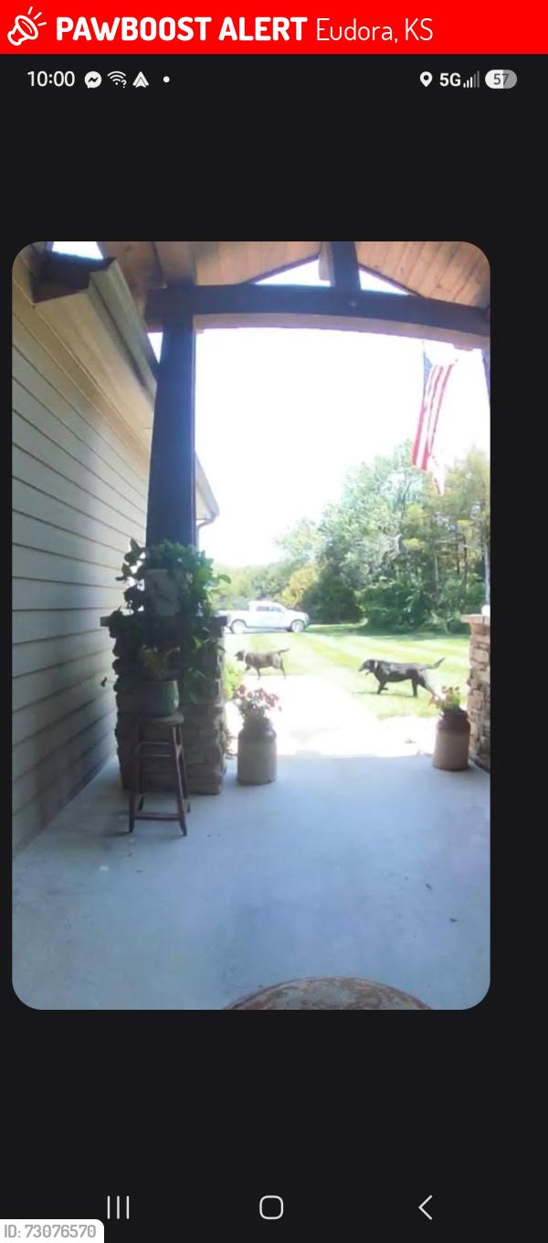 Lost Male Dog last seen Near South of Eudora, Eudora, KS 66025