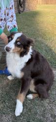Lost Female Dog last seen Hearthstone ests, Prattville, AL 36067