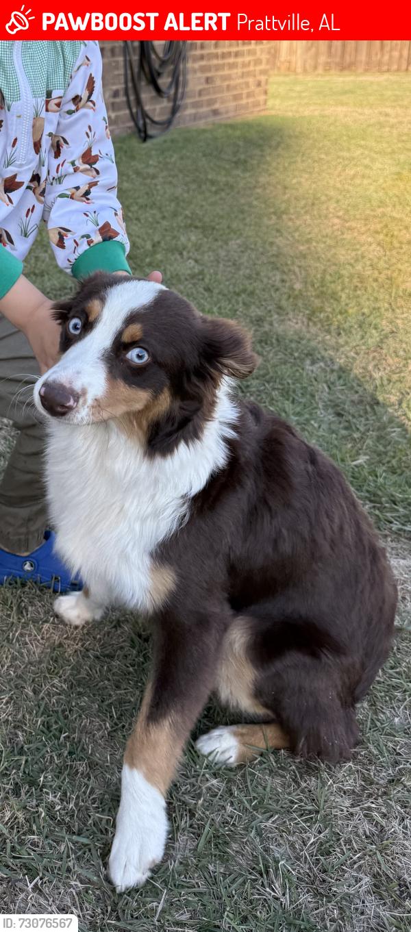 Lost Female Dog last seen Hearthstone ests, Prattville, AL 36067