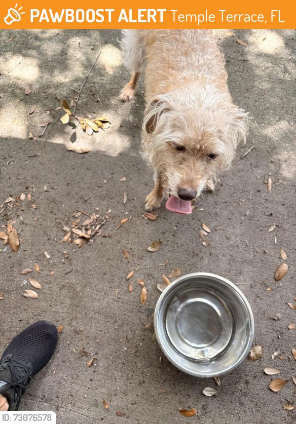 Found/Stray Male Dog last seen Gillette and Whiteway, Temple Terrace, FL 33617