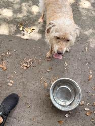 Found/Stray Male Dog last seen Gillette and Whiteway, Temple Terrace, FL 33617
