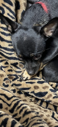 Lost Female Dog last seen Colorado and by Dennys, Pasadena, CA 91106