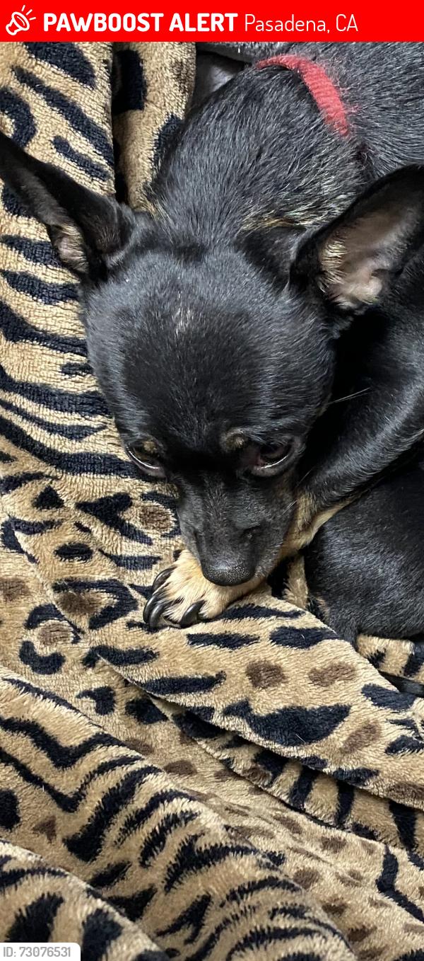 Lost Female Dog last seen Colorado and by Dennys, Pasadena, CA 91106