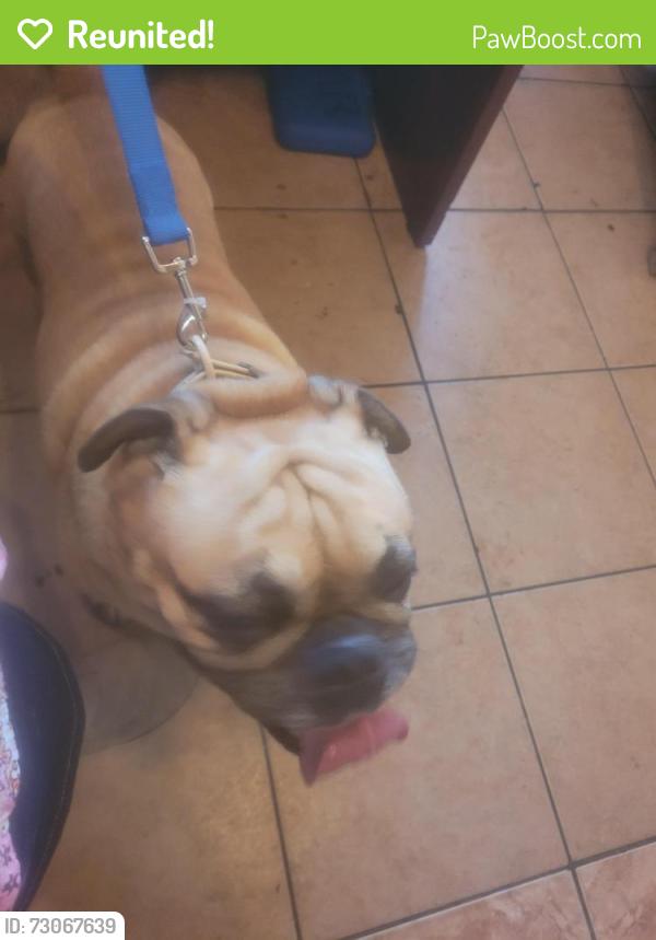 Reunited Male Dog last seen East 16th st , Paterson, NJ 07505