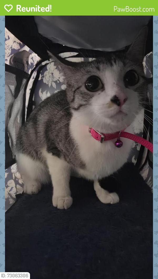 Reunited Female Cat last seen Rowan Drive, Clayton, NC, Clayton, NC 27520