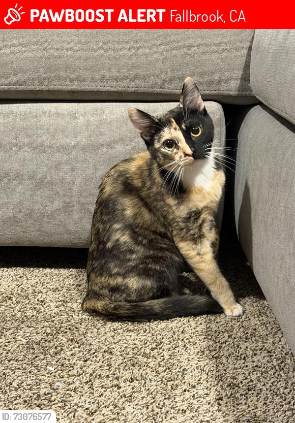 Lost Female Cat last seen Riverview, Fallbrook, CA 92028