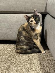 Lost Female Cat last seen Riverview, Fallbrook, CA 92028