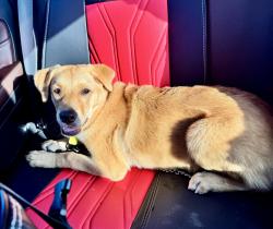 Found/Stray Female Dog last seen State st, Sunbury, PA 17801