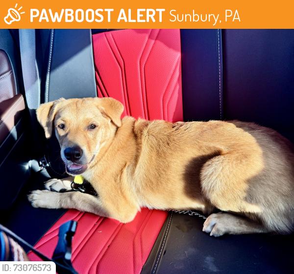 Found/Stray Female Dog last seen State st, Sunbury, PA 17801