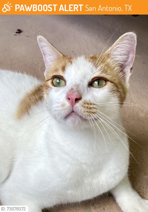 Found/Stray Male Cat last seen Fairways at Woodlake, San Antonio, TX 78244