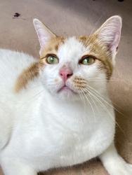 Found/Stray Male Cat last seen Fairways at Woodlake, San Antonio, TX 78244