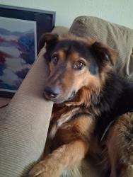 Lost Male Dog last seen Dakota and Stuart ave, Denver, CO 80219