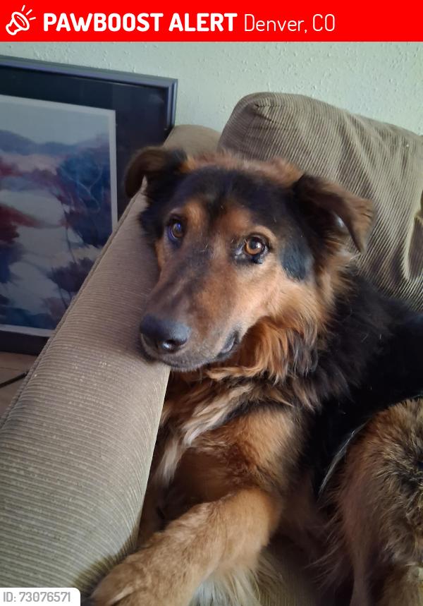 Lost Male Dog last seen Dakota and Stuart ave, Denver, CO 80219