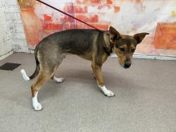 Shelter Stray Male Dog last seen Near BLOCK E F ST, 333 Chandler Pl, San Bernardino, CA 92408, USA