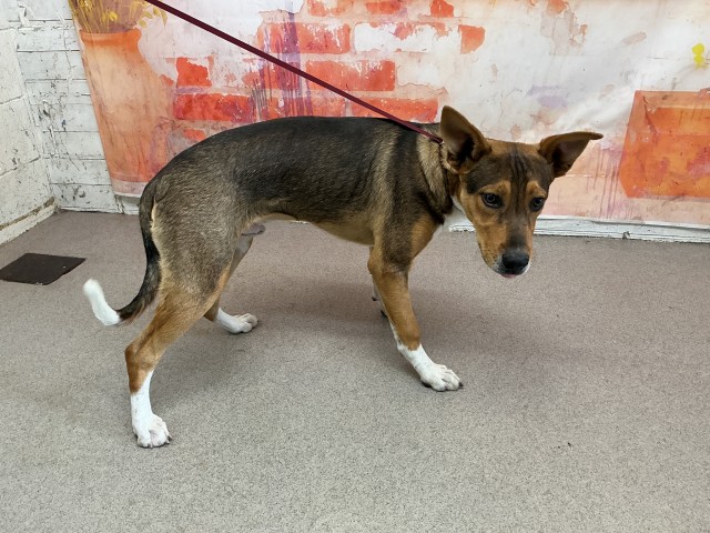 Shelter Stray Male Dog last seen Near BLOCK E F ST, 333 Chandler Pl, San Bernardino, CA 92408, USA
