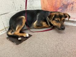 Shelter Stray Female Dog last seen CITRUS AND HARVEY, 333 Chandler Pl, San Bernardino, CA 92408, USA