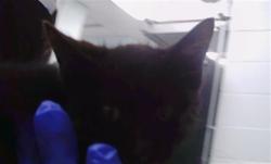 Shelter Stray Male Cat last seen CHARLOTTE, 8315 Byrum Dr, Charlotte, NC 28217, USA