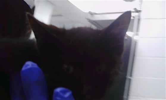 Shelter Stray Male Cat last seen CHARLOTTE, 8315 Byrum Dr, Charlotte, NC 28217, USA
