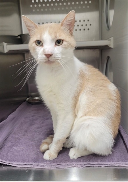 Shelter Stray Male Cat last seen OFALLON, 4850 Mid Rivers Mall Dr, St Peters, MO 63376, USA