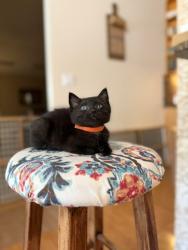 Shelter Stray Female Cat last seen DARDENNE PR, 4850 Mid Rivers Mall Dr, St Peters, MO 63376, USA
