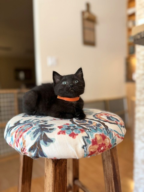 Shelter Stray Female Cat last seen DARDENNE PR, 4850 Mid Rivers Mall Dr, St Peters, MO 63376, USA