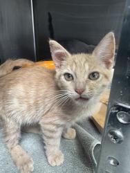 Shelter Stray Male Cat last seen Near BLOCK PICO, 1640 9th St, Santa Monica, CA 90404, USA