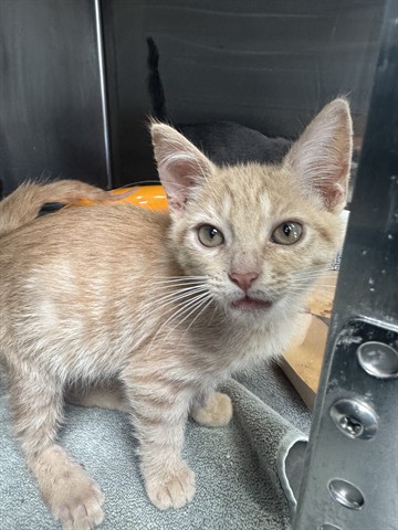 Shelter Stray Male Cat last seen Near BLOCK PICO, 1640 9th St, Santa Monica, CA 90404, USA