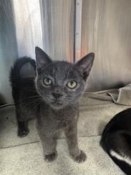 Shelter Stray Male Cat last seen Near BLOCK PICO, 1640 9th St, Santa Monica, CA 90404, USA