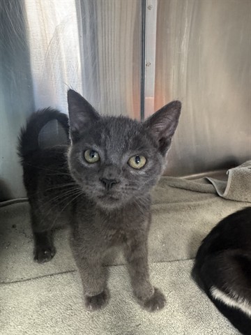 Shelter Stray Male Cat last seen Near BLOCK PICO, 1640 9th St, Santa Monica, CA 90404, USA