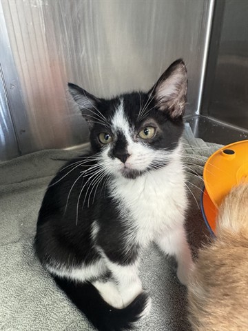 Shelter Stray Female Cat last seen Near BLOCK PICO, 1640 9th St, Santa Monica, CA 90404, USA