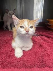 Shelter Stray Female Cat last seen Near BLOCK PICO, 1640 9th St, Santa Monica, CA 90404, USA