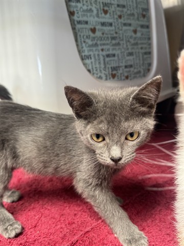 Shelter Stray Female Cat last seen Near BLOCK PICO, 1640 9th St, Santa Monica, CA 90404, USA