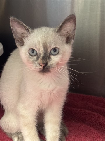 Shelter Stray Female Cat last seen Near BLOCK PICO, 1640 9th St, Santa Monica, CA 90404, USA