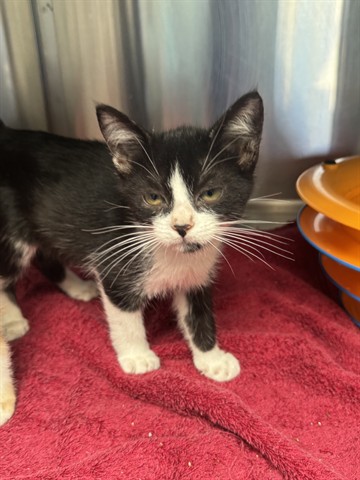 Shelter Stray Female Cat last seen Near BLOCK PICO, 1640 9th St, Santa Monica, CA 90404, USA