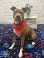 Shelter Stray Female Dog last seen Near BLOCK GLENFIELD AVE, DETROIT, MI 48213, 7401 Chrysler Dr, Detroit, MI 48211, USA