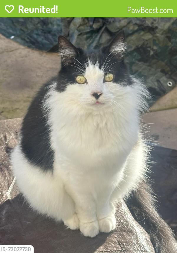 Reunited Male Cat last seen Neroly Rd & O’Hara Ave by Freedom High School , Oakley, CA 94561