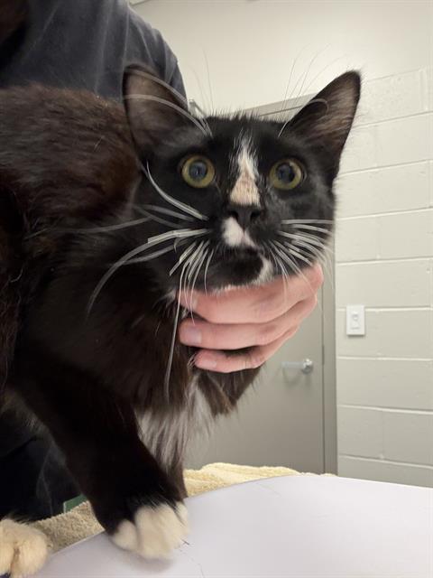 Shelter Stray Male Cat last seen Near, 2600 S Harding St, Indianapolis, IN 46221, USA