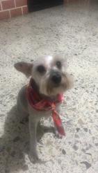 Reunited Female Dog last seen knollwood drive, Dunedin, FL 34698