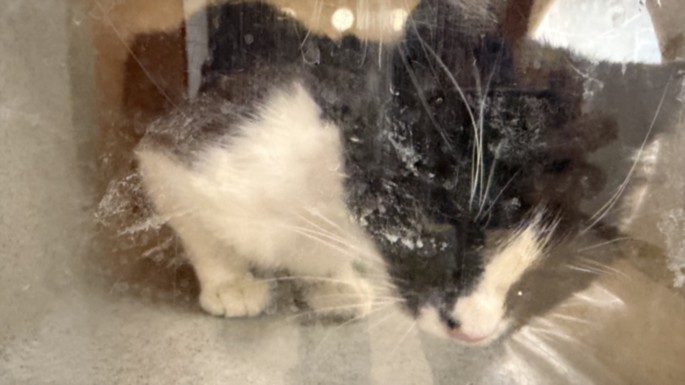 Shelter Stray Male Cat last seen , 957 N Gaffey St, San Pedro, CA 90731, USA