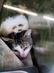 Shelter Stray Male Cat last seen , 1850 W 60th St, Los Angeles, CA 90047, USA