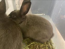 Shelter Stray Male Other last seen , 1850 W 60th St, Los Angeles, CA 90047, USA