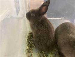 Shelter Stray Female Other last seen , 1850 W 60th St, Los Angeles, CA 90047, USA