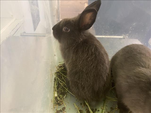 Shelter Stray Female Other last seen , 1850 W 60th St, Los Angeles, CA 90047, USA