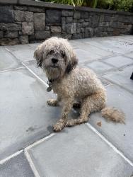 Found/Stray Unknown Dog last seen Eastwood and west rocks rd, Norwalk, CT 06851