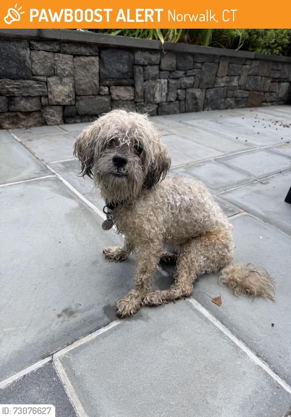 Found/Stray Unknown Dog last seen Eastwood and west rocks rd, Norwalk, CT 06851
