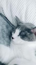 Lost Male Cat last seen Fernandez, Trenton, NJ 08611