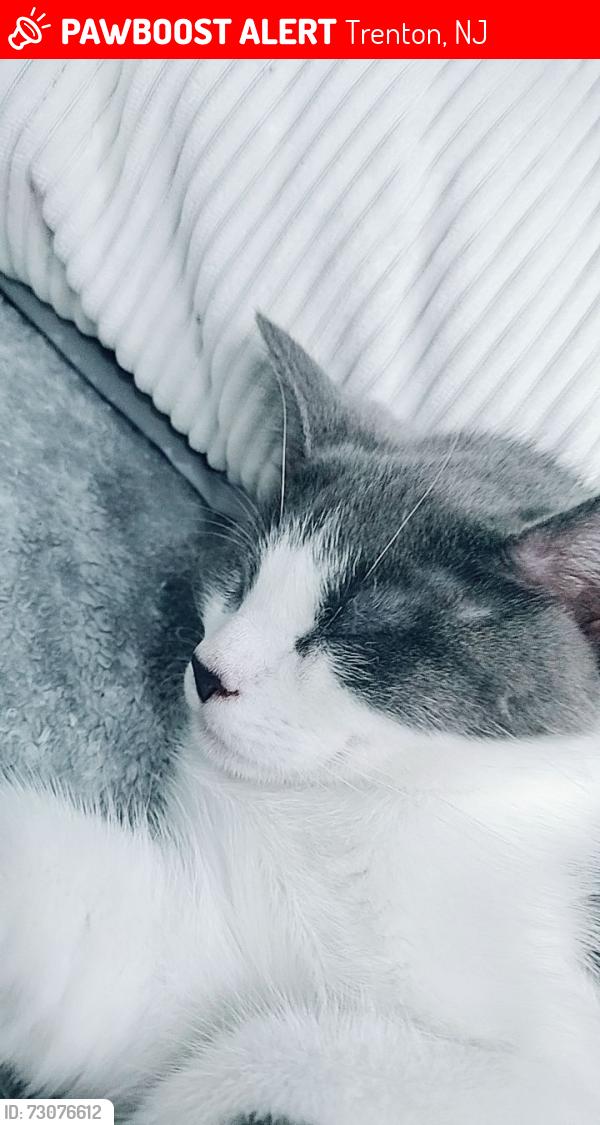 Lost Male Cat last seen Fernandez, Trenton, NJ 08611